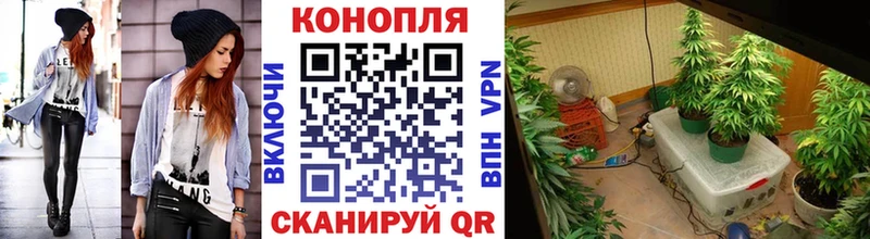 МАРИХУАНА конопля  Гусев 